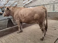 गाय, Swiss cattle — फ़ोटो 5
