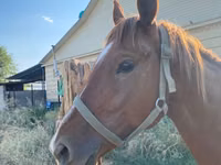 Horse (M), Kazakh horse — photo 1
