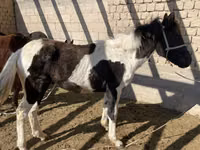 Pferde (Partie, Geschlecht nicht angegeben), Kyrgyz Horse — Foto 7