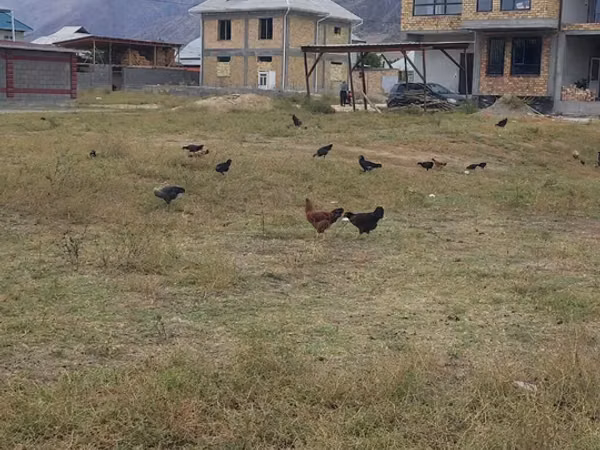 Chickens