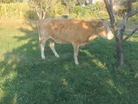 Sigir, Alatau zotі — 5-rasm