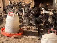 Turkeys — Foto 3