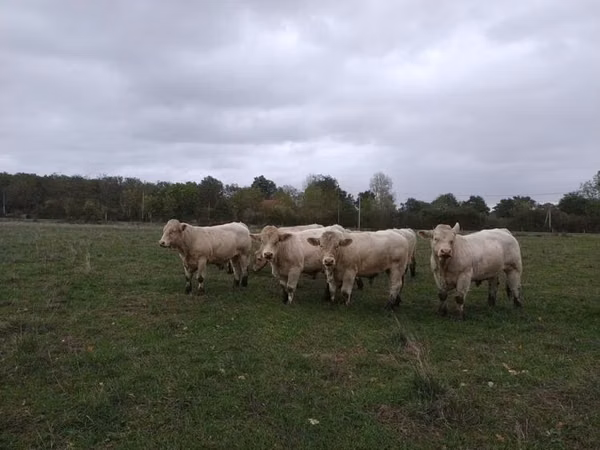 सांड, Charolais cattle