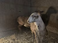 Schaf, Rhon sheep — Foto 3