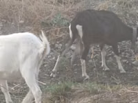 母山羊, Goats — 照片 2
