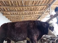 सांड, कजाख़स्तानी सफेद सिर वाली गाय — फ़ोटो 3