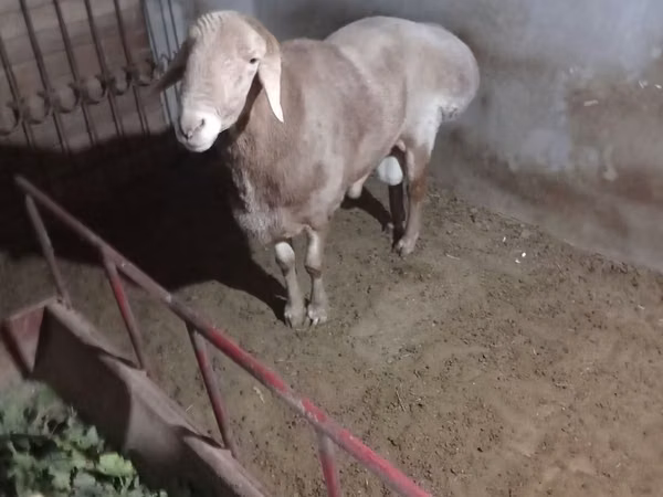 Widder, Edilbay sheep — Usbekistan
