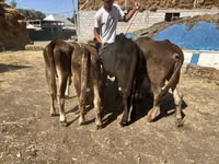公牛, Swiss cattle — 照片 1