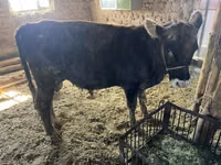 Toro, Ganado vacuno — foto 8