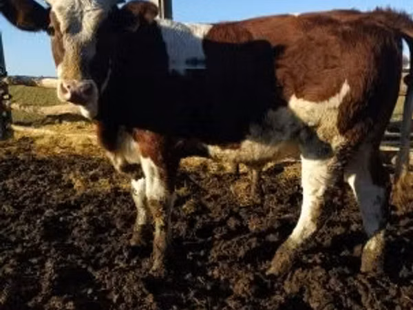 गाय, Simmental cattle