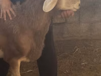 Carnero, Arashan sheep — foto 2