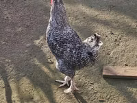 Chickens — foto 2