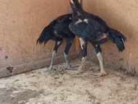 Chickens — Foto 6