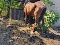 Yegua, Caballos — foto 1