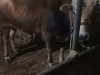 Toro, Ganado vacuno — foto 1