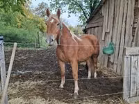 Mare, Horses — photo 3