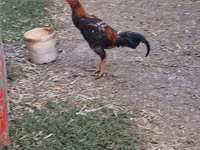 Chickens — Foto 1