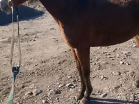 Hengst, Kazakh horse — Foto 2