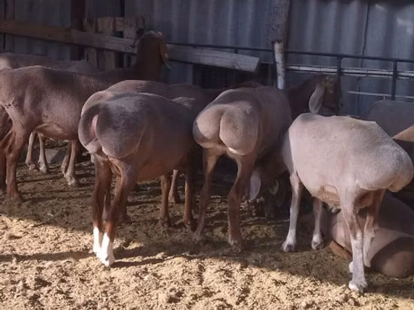 Schaf, Arashan sheep