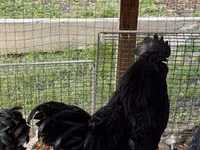 Chickens — 5-сурет