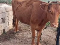 गाय, लाल степीय गाय — फ़ोटो 4