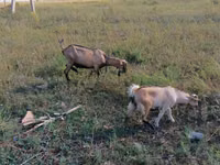 Ziege, Alpine goat — Foto 1