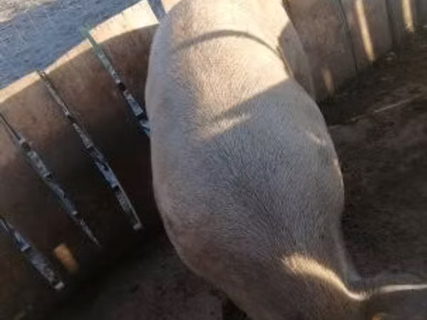 Eber, Schweine