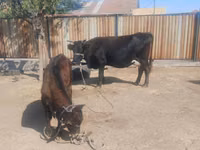 गाय, Latvian Blue cattle — फ़ोटो 3