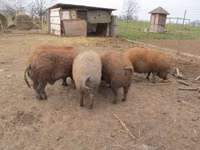 Schweine (Partie, Geschlecht nicht angegeben) — Foto 2
