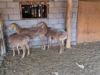 母羊, Sheep — 照片 2
