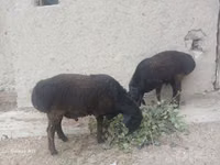 Carnero, Ovejas — foto 5