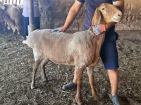 Schaf, Arashan sheep — Foto 2