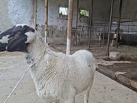 Widder, Blackheaded Persian sheep — Foto 1