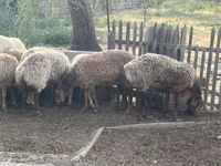 Schaf, Schafe — Foto 5