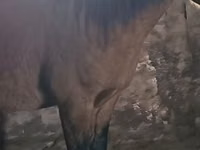 Hengst, Mugalzhar horse — Foto 1