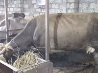 母牛, Cattle — 照片 2