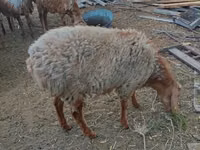 Widder, Arashan sheep — Foto 4