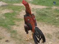 Chickens — 5-rasm