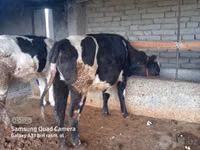 公牛, Cattle — 照片 2