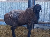 كبش, Hissar sheep — الصورة 2