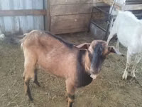 Ешкі, Alpine goat — 1-сурет