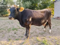 Cow, Russian Black pied cattle — photo 1