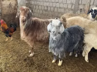 母山羊, Goats — 照片 2