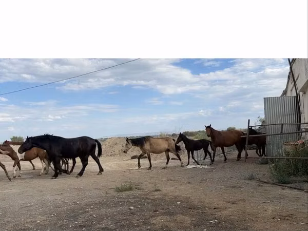 فرس, Horse breed — كازاخستان