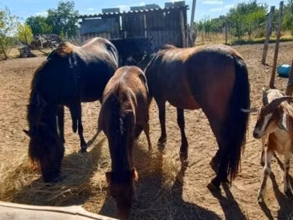 Yegua, Caballos