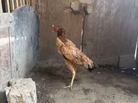 Chickens — Foto 3