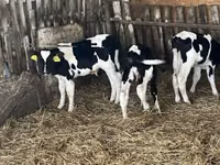 ثور, Russian Black pied cattle — الصورة 7