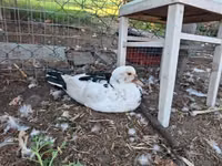 Ducks — Foto 7