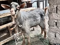 عنزة, Saanen goat — الصورة 5