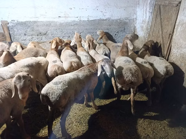 Кочкор, Гиссар койу